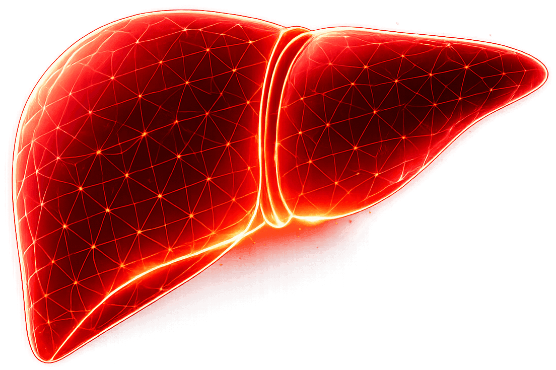 Glowing 3D liver visualization with medical network connections